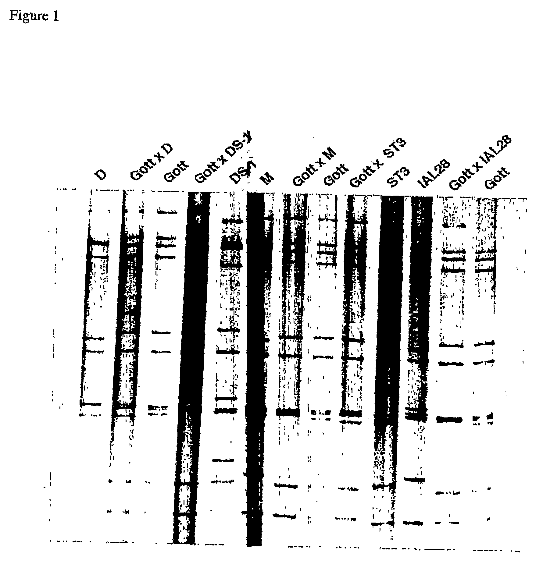 Porcine rotavirus reassortant compositions