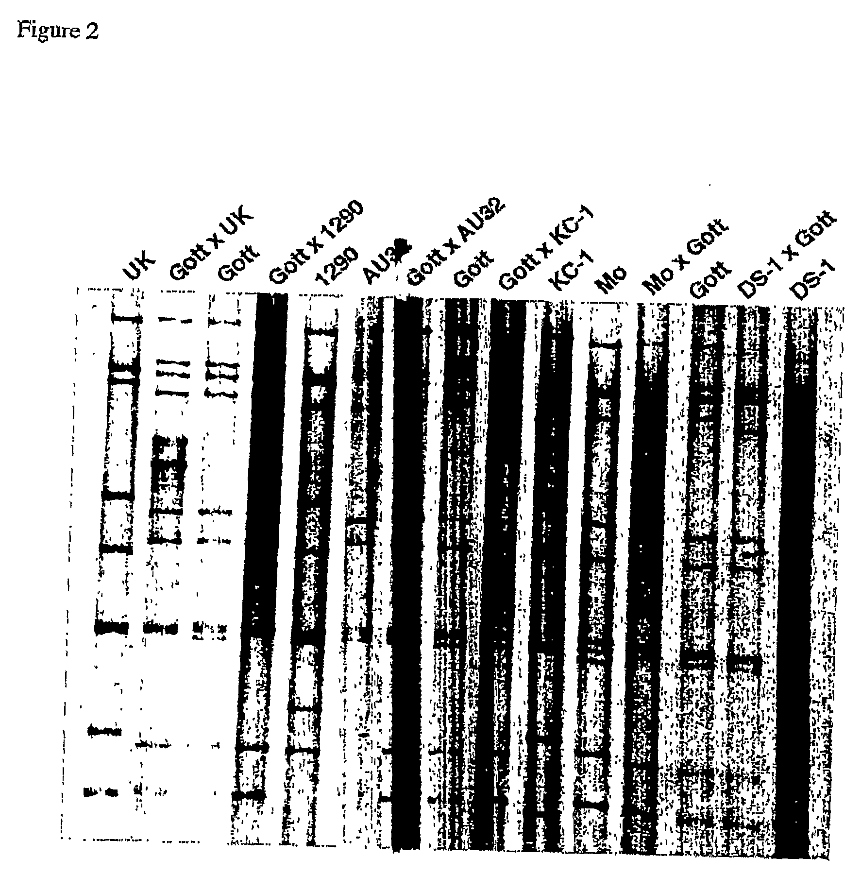 Porcine rotavirus reassortant compositions