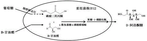 Method for synthesis of D-psicose by aldolase whole cell