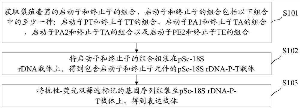 Expression vector of schizochytrium limacinum as well as construction method and application of expression vector