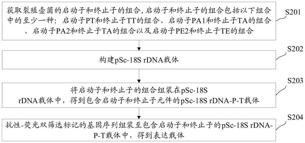 Expression vector of schizochytrium limacinum as well as construction method and application of expression vector