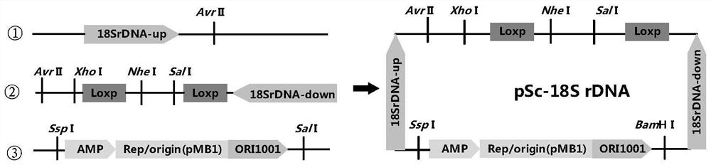 Expression vector of schizochytrium limacinum as well as construction method and application of expression vector