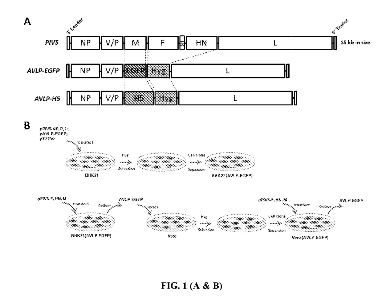 PIV5-Based Amplifying Virus-Like Particles