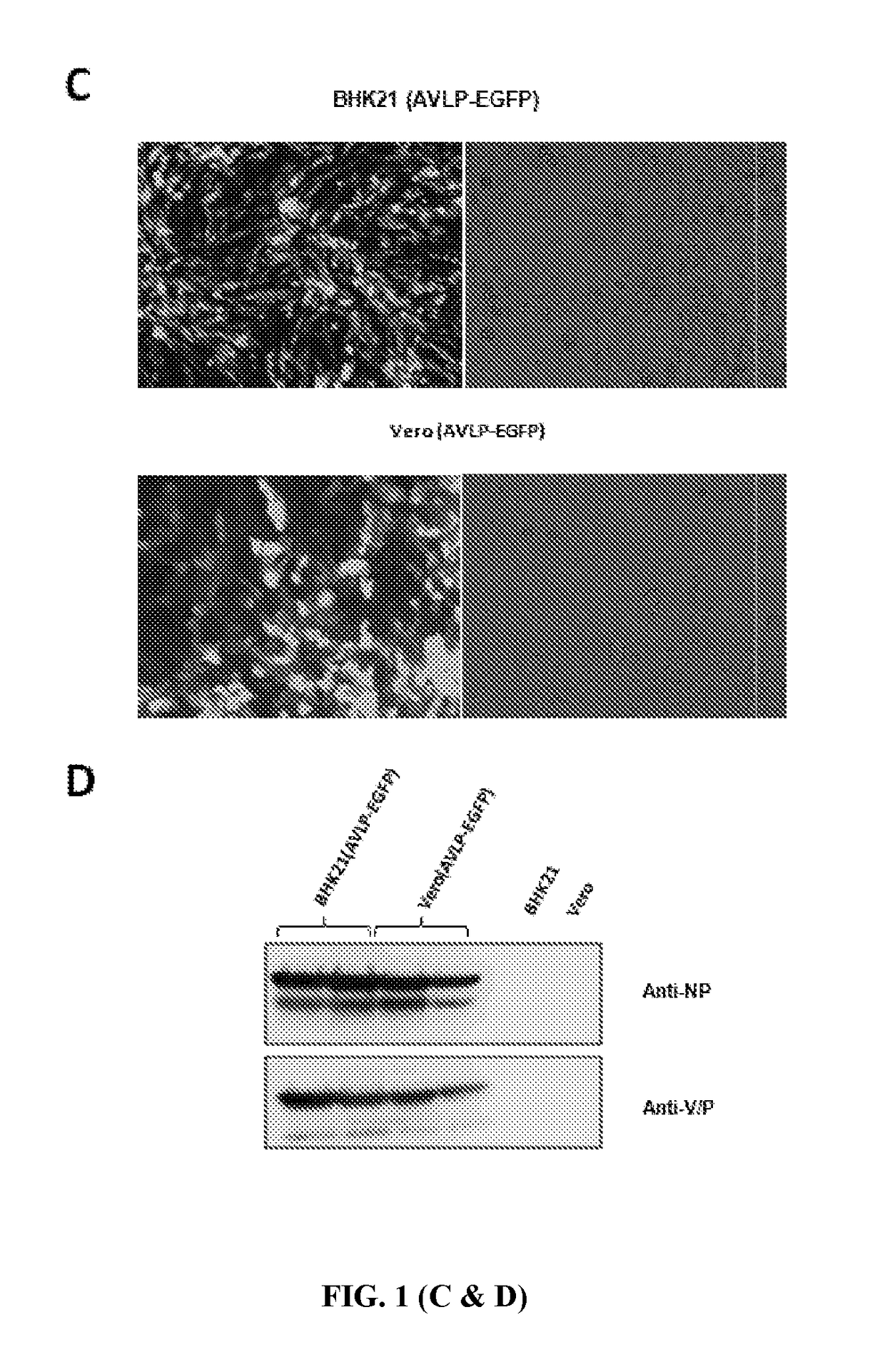 PIV5-Based Amplifying Virus-Like Particles