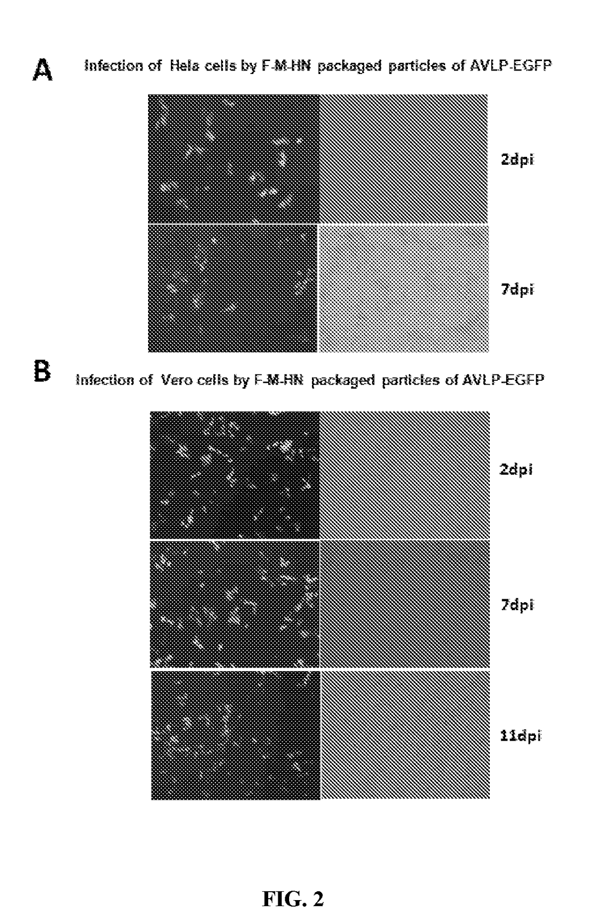 PIV5-Based Amplifying Virus-Like Particles