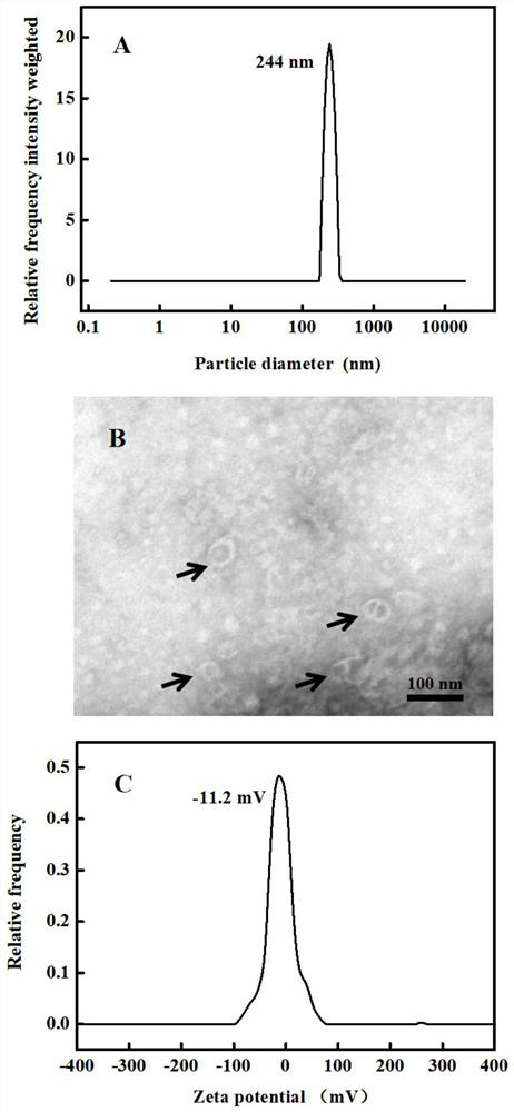 Cucumber exosome-like vesicles containing cucurbitacin B and capable of being used as anti-cancer drugs