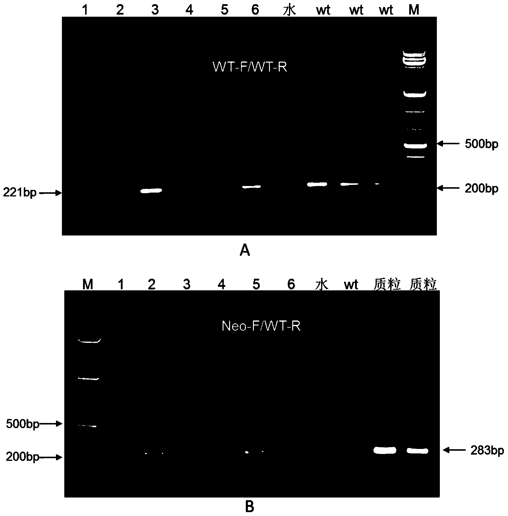 Gene knock-in recombinant vector and preparation method thereof as well as method for preparing mouse model