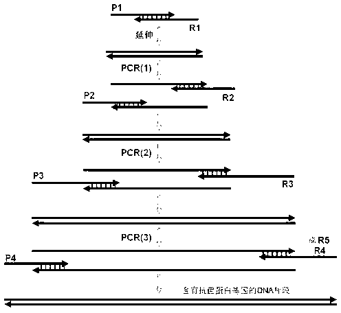 Antibacterial protein and preparation method and application thereof