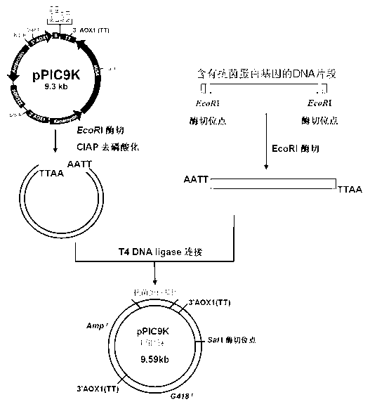 Antibacterial protein and preparation method and application thereof