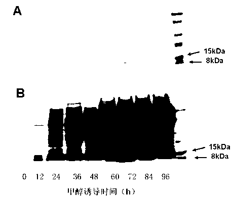 Antibacterial protein and preparation method and application thereof