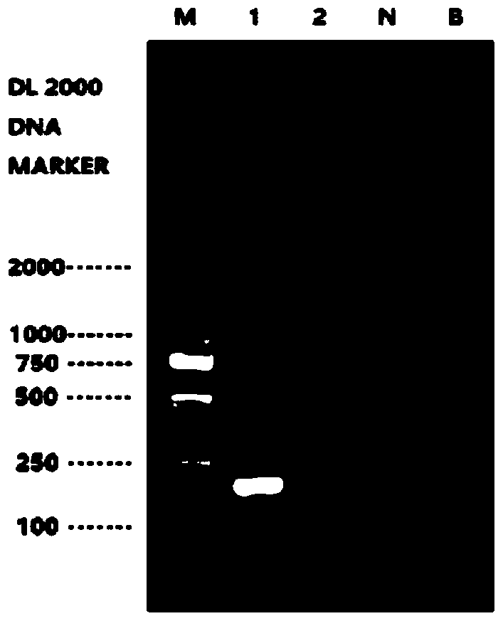 A kind of pcr detection primer and detection method of musk deer-derived components