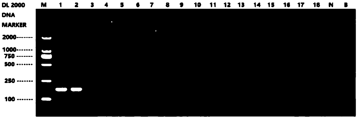 A kind of pcr detection primer and detection method of musk deer-derived components