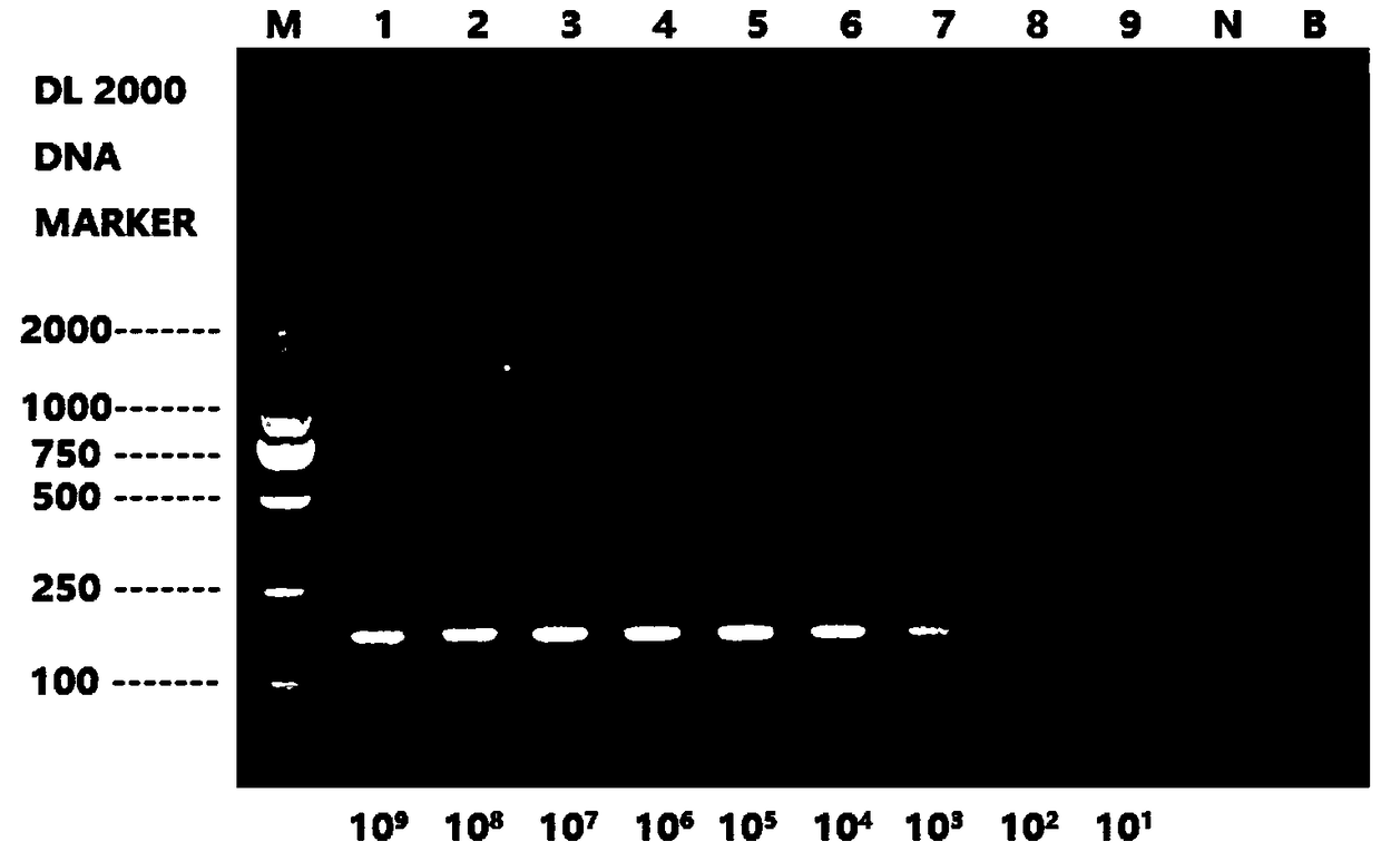 A kind of pcr detection primer and detection method of musk deer-derived components