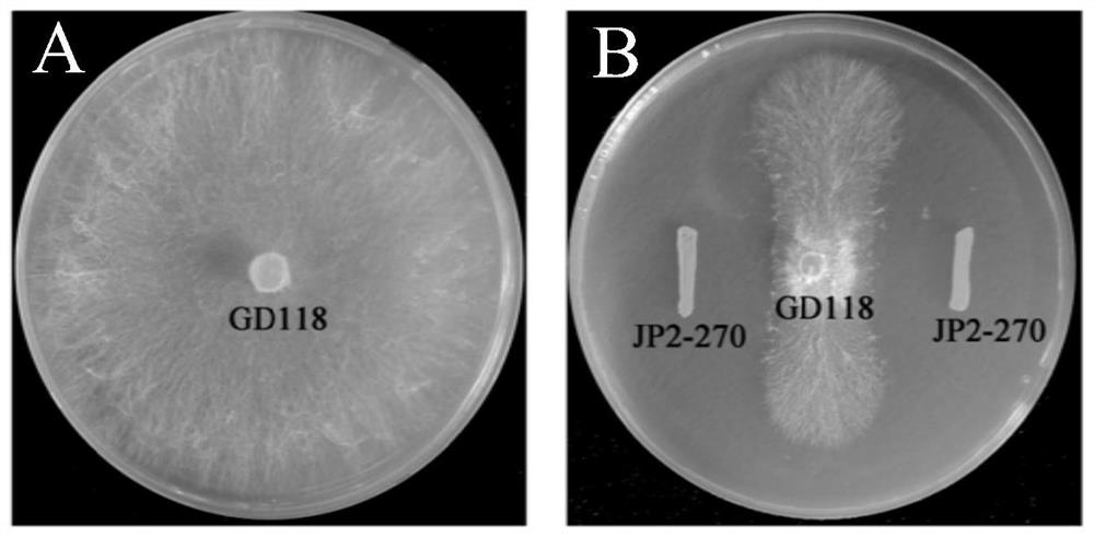 A kind of Burkholderia and its application