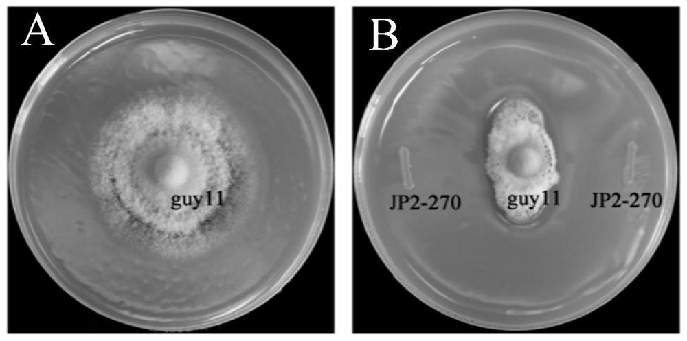 A kind of Burkholderia and its application