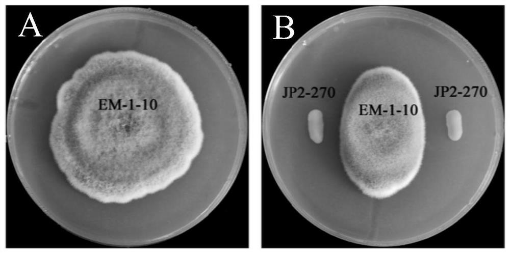 A kind of Burkholderia and its application