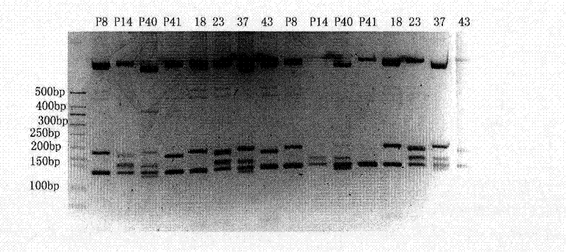 Method for identifying breeds of Chinese cabbage and special kit thereof