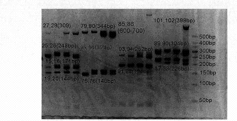 Method for identifying breeds of Chinese cabbage and special kit thereof