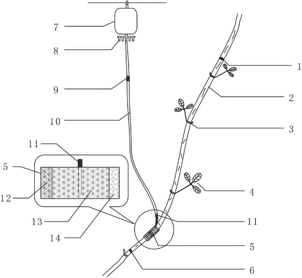 A method for propagating Akebia trifoliata