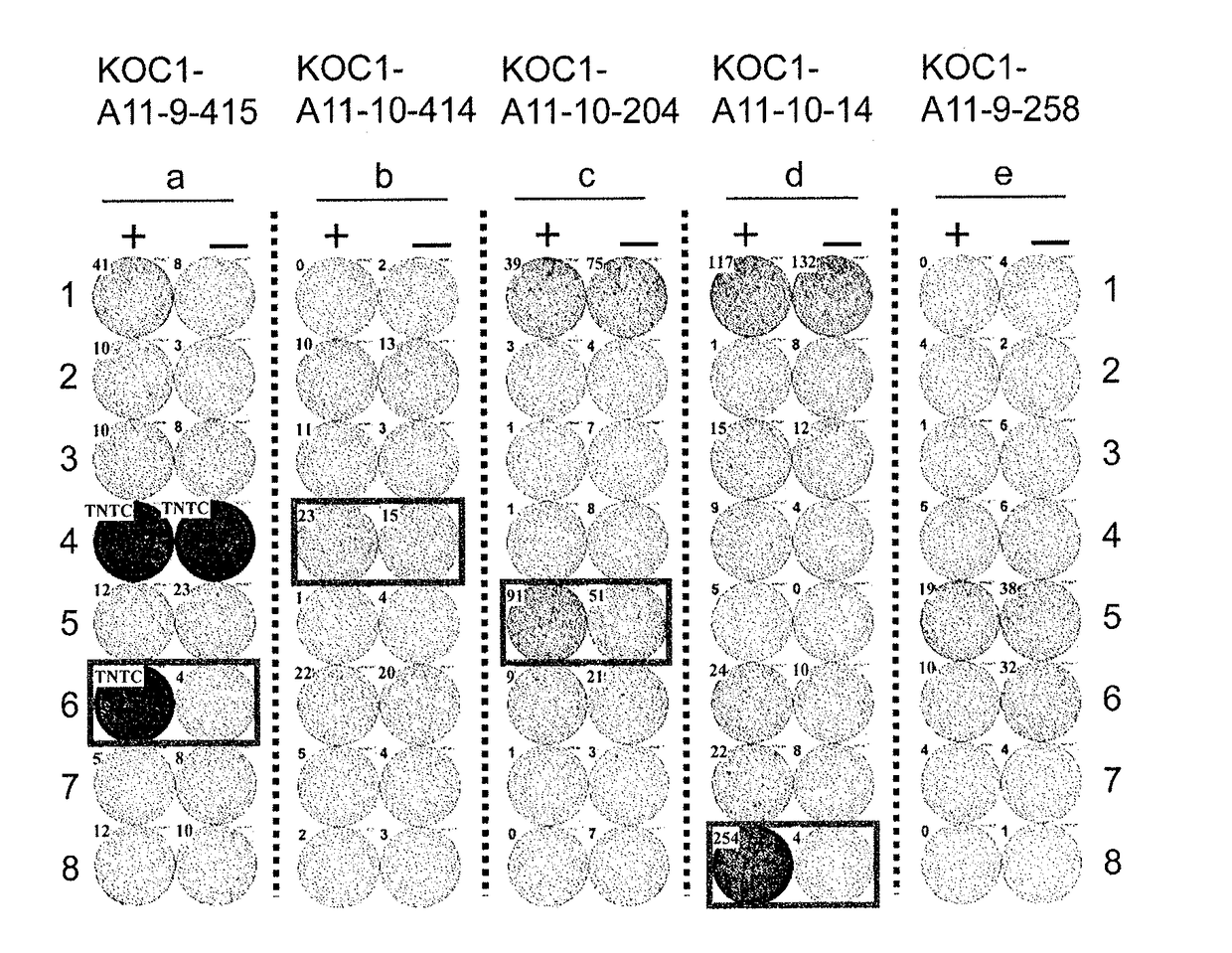 Koc1-derived peptide and vaccine including same