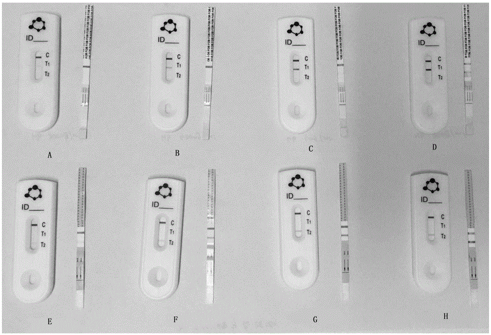 Colloid gold duplex test strip for detecting fecal occult blood and preparation method thereof