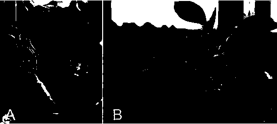 Method for grafting pear tree polyploid test-tube seedlings out of test-tube into seedlings