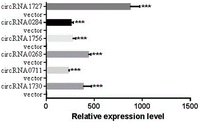 Dna sequence and expression vector for circular rna expression and application thereof