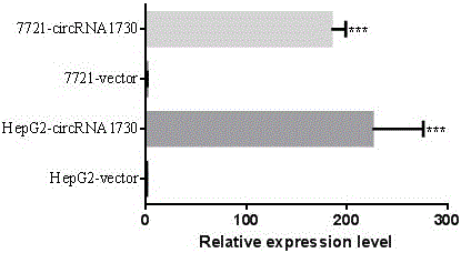 Dna sequence and expression vector for circular rna expression and application thereof