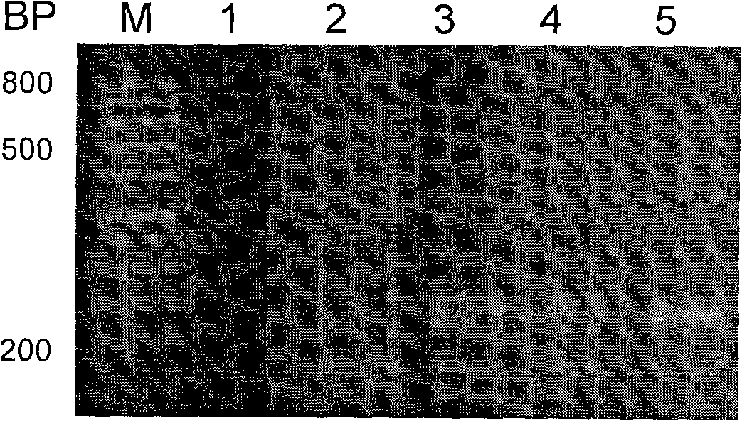 MLCR probe, two-step reaction mode and suspension chip detection capture probe