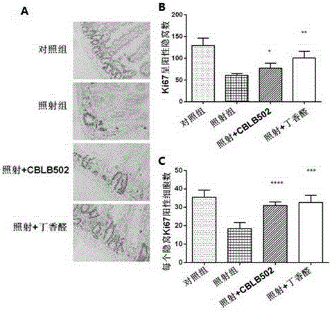 Application of syringaldehyde to preparation of medicine for preventing intestinal injuries caused by ionizing radiation
