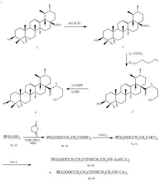 Ursolic acid derivative chemically modified by polyethylene glycol and preparation method of ursolic acid derivative