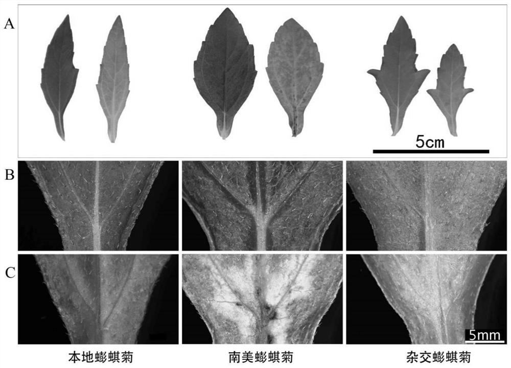 Application and treatment methods of hybrid Wedelia in the treatment of cadmium-polluted water bodies