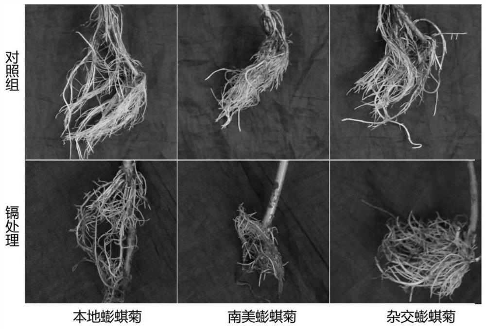 Application and treatment methods of hybrid Wedelia in the treatment of cadmium-polluted water bodies