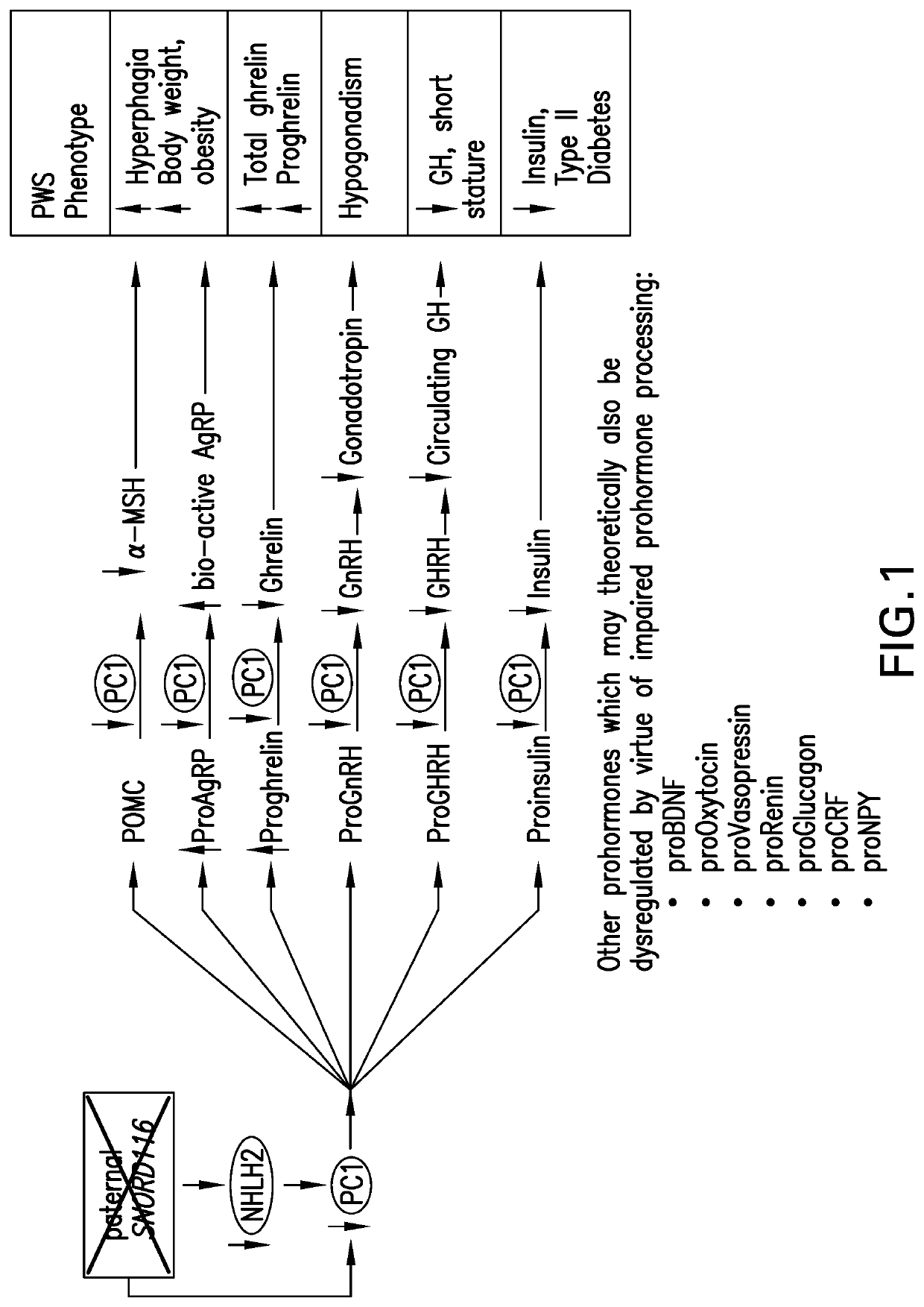 Methods of treating Prader-Willi syndrome