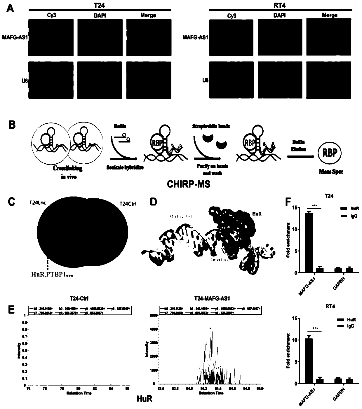 Application of detection reagent with MAFG-AS1 as target site to preparation of drugs for treating bladder cancer