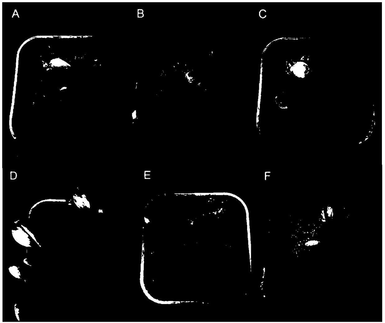 Breeding method for performing physical mutagenesis on coreopsis tinctoria
