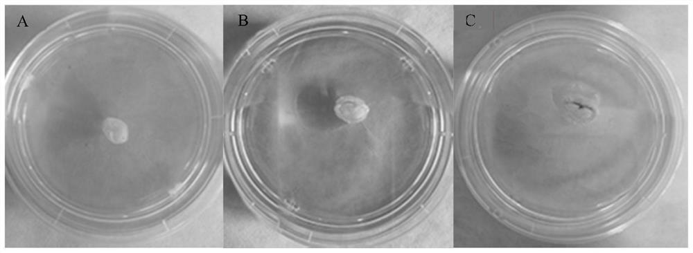 A method for separating and culturing ginseng stem cells using a biological reaction device