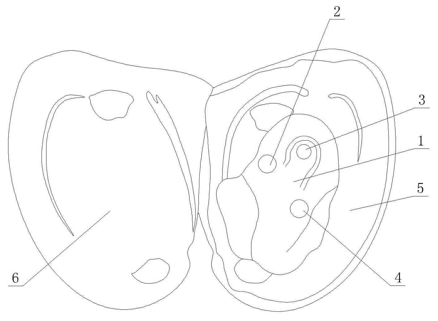 Method for culturing large pearls by using clam visceral sac implanted nucleuses