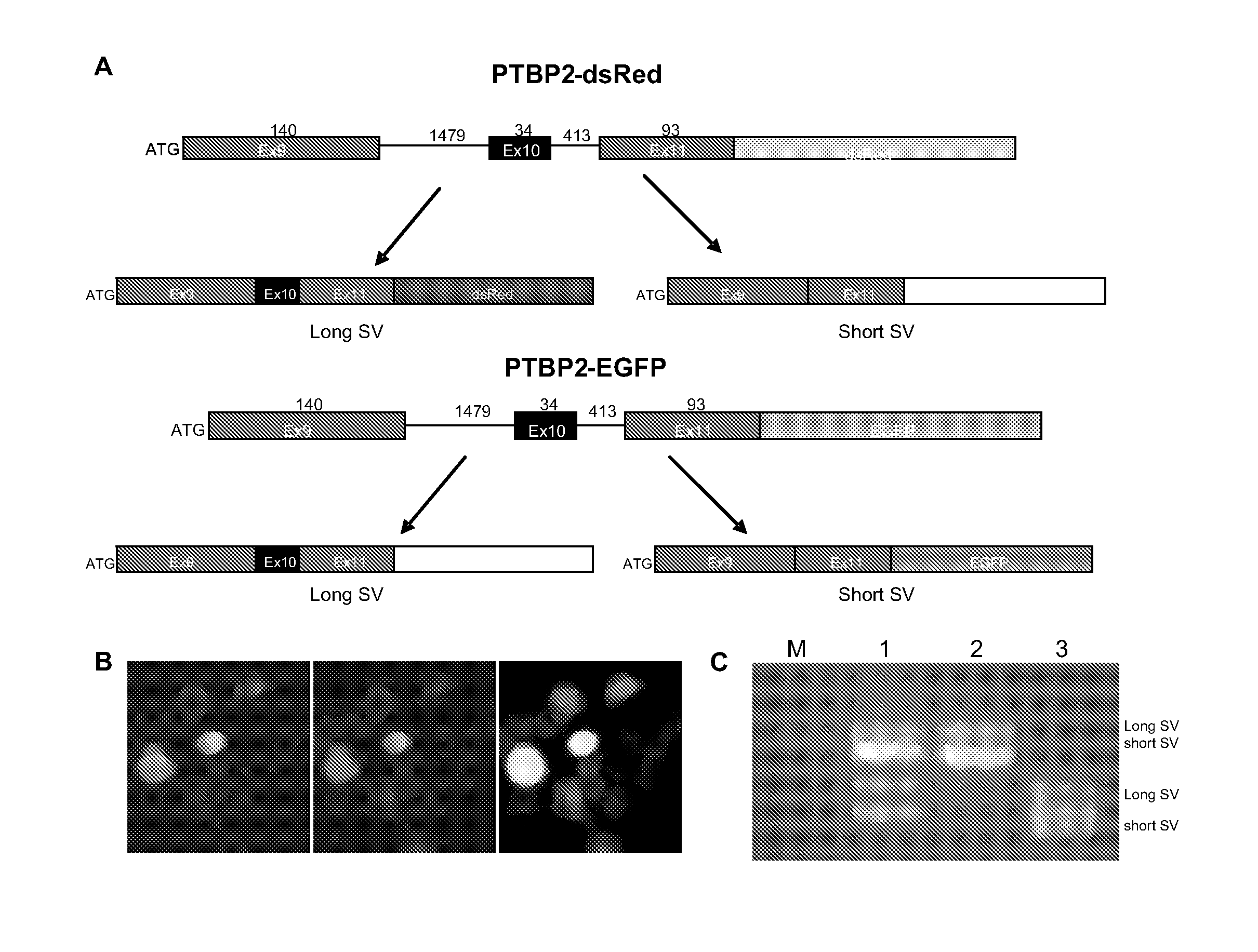 Methods for Identifying Modulators of Pyrimidine Tract Binding Protein