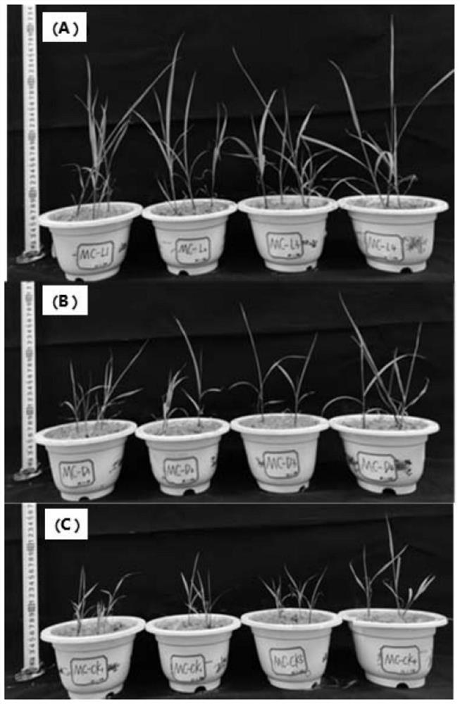 Plant growth-promoting microbial inoculum for tailing restoration as well as preparation method and application of plant growth-promoting microbial inoculum