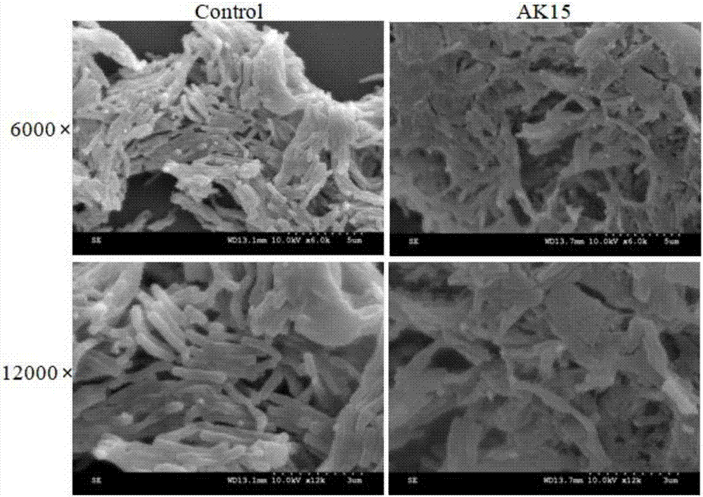 Micro-molecule polypeptide and application thereof