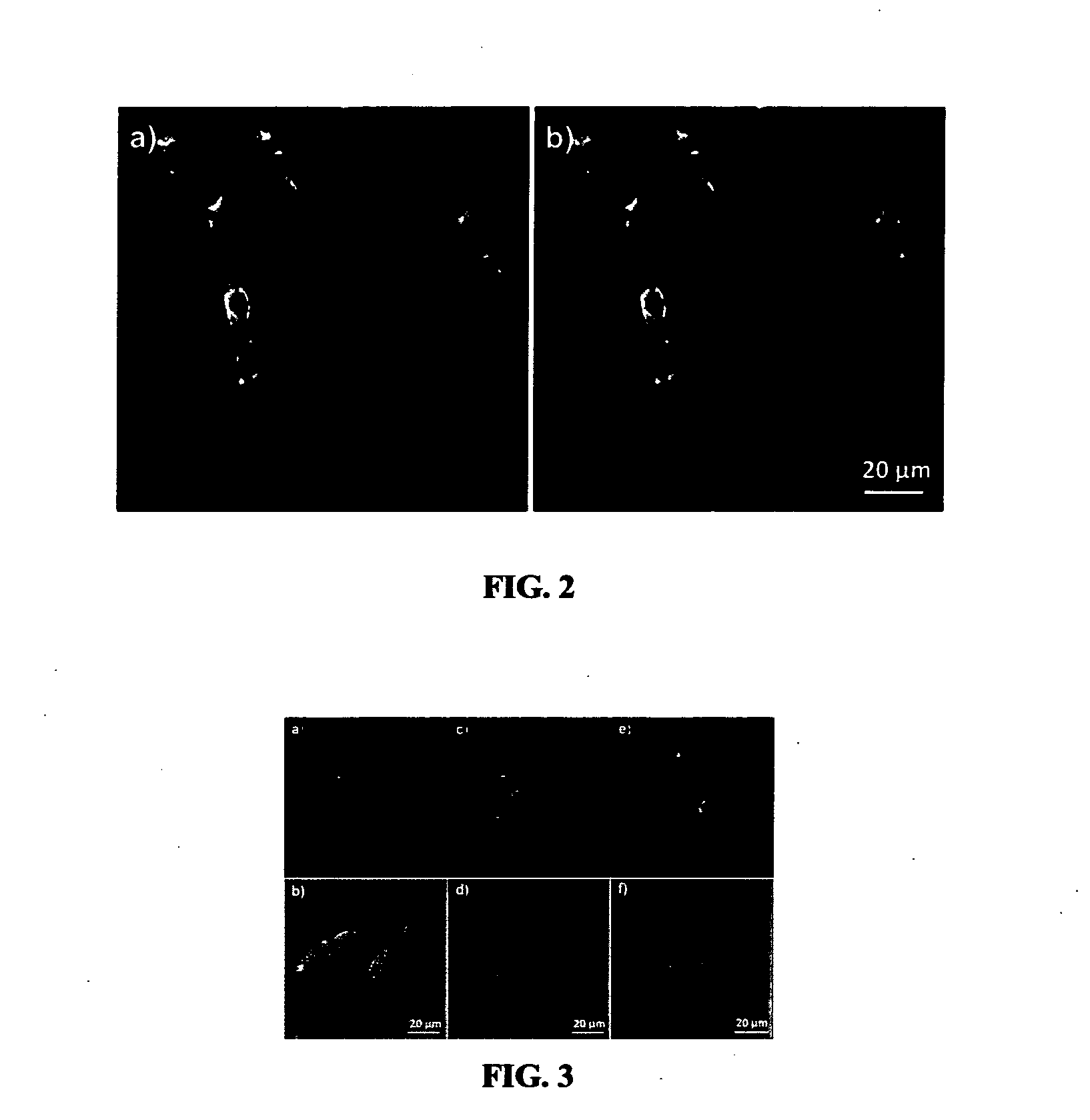 Methods And Compositions For Cellular Imaging And Cancer Cell Detection Using Light Harvesting Conjugated Polymer-Biomolecular Conjugates