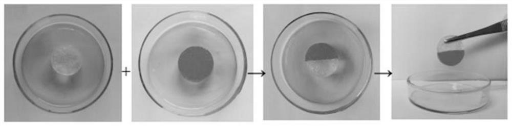 A kind of collagen-based self-healing hydrogel and preparation method thereof