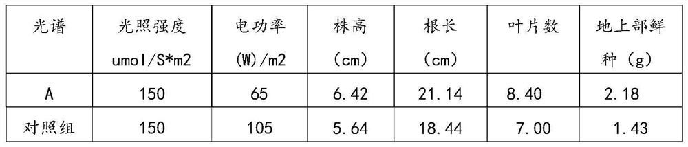 Light environment and seedling raising method for hydroculture seedlings of lettuce vegetables