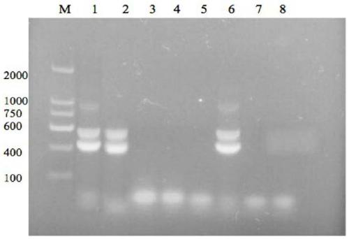 Primer for detection of genotype of chlamydia psittaci, probe combination and application