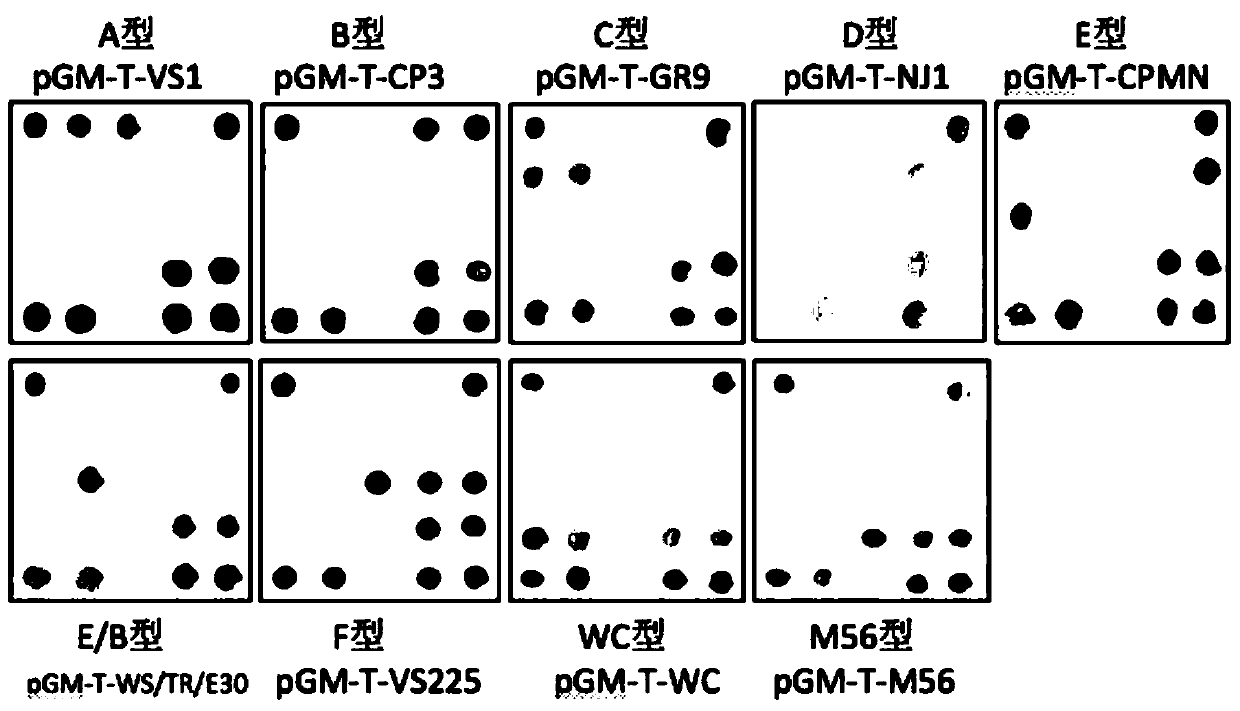 Primer for detection of genotype of chlamydia psittaci, probe combination and application