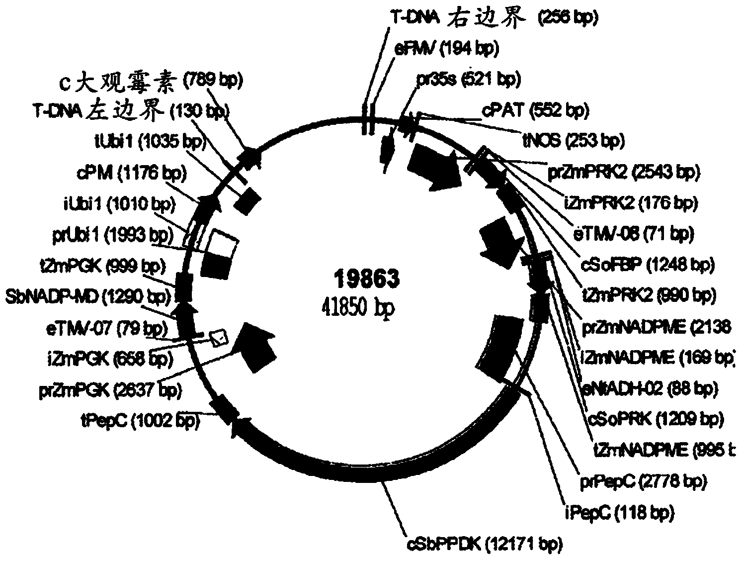 Polynucleotides, polypeptides and methods for enhancing photossimilation in plants