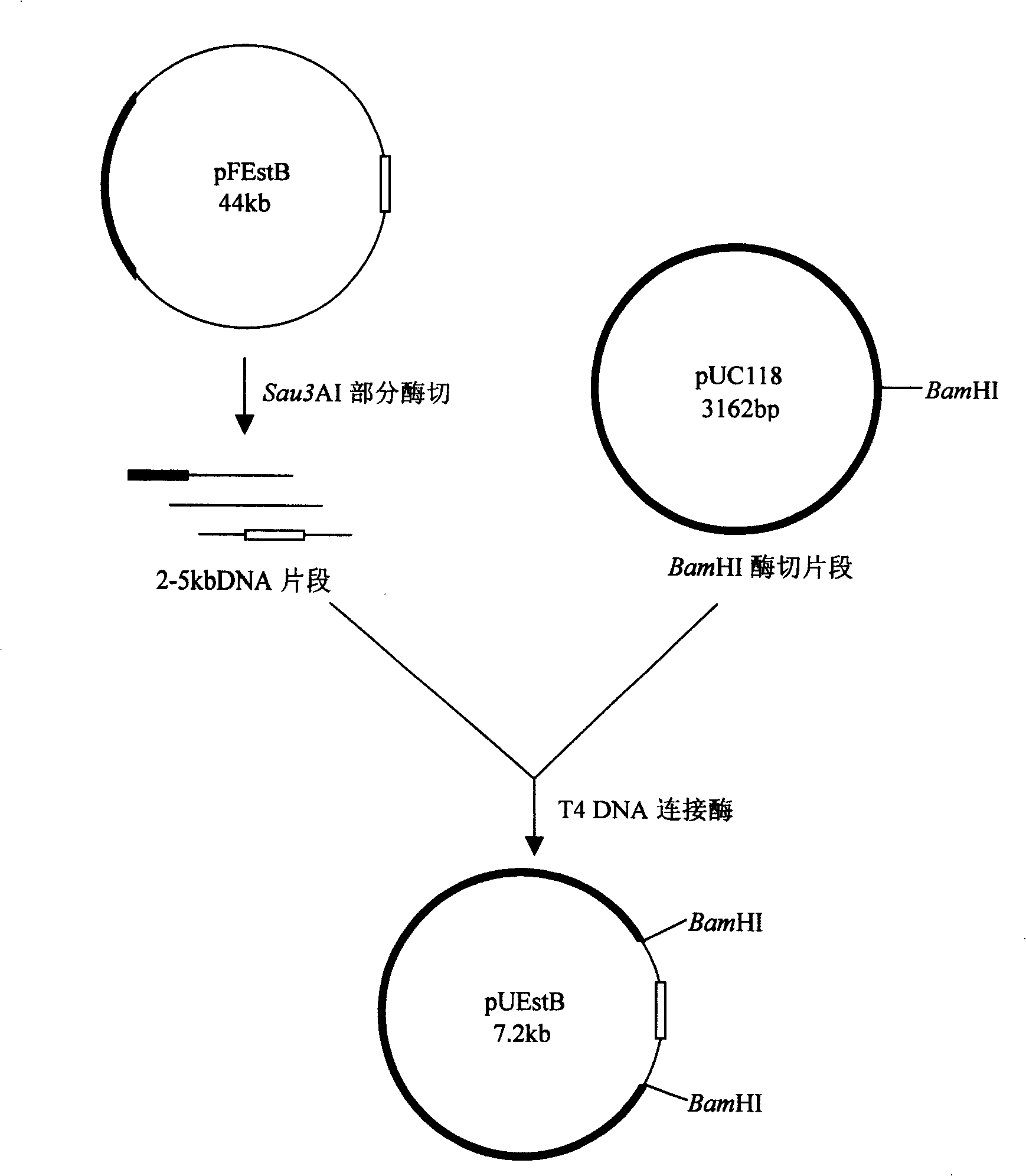 Esterase, encoding genes and use thereof