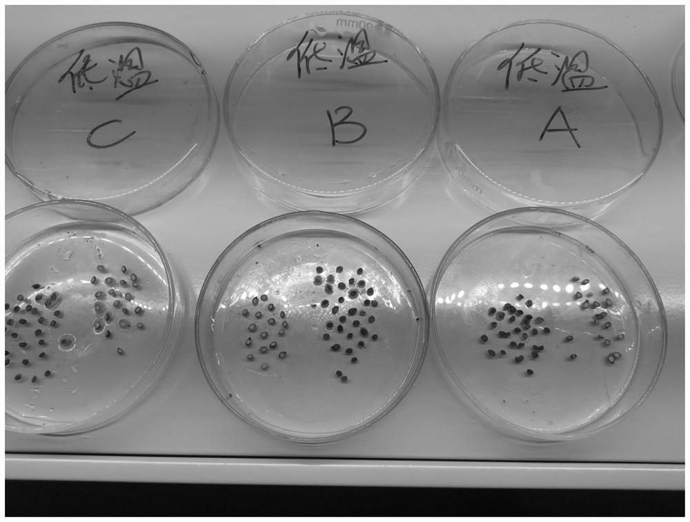 Thesium chinense seed treatment method with high emergence rate