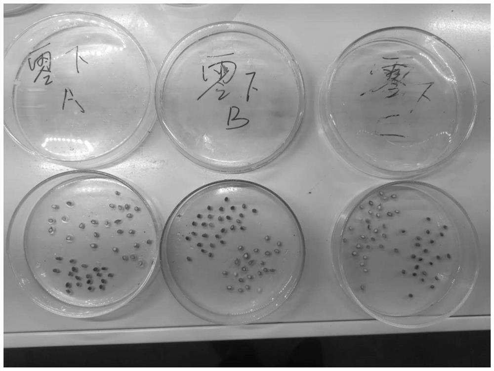 Thesium chinense seed treatment method with high emergence rate